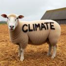 Image of a sheep on a farm with the word "climate" painted on its side.