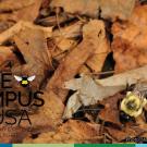 Image of a bumble bee on leaves with a Bee Campus USA logo in the corner.
