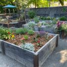 Image of multiple raised planting beds in Terry Davison's backyard.