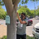 Intern attaches a tree tag to a tree on campus