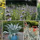 Collage of eight plants from the UC Davis Arboretum and Public Garden 'Future Favorite' plant list.