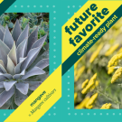 Image of four plants each with future favorite climate-ready plant branding around it in green and gold.