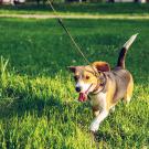 Image of a beagle dog on a leash walking through grass.