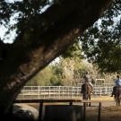 Two people ride horses at the UC Davis Equestrian center