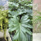 Collage of photos of raindrop peperomia, tree philodendron and ponytail palm