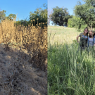 Composite of two images. On the left a dry landscape with grass and tall dried plants. On the right, three student interns stand among green grasses and flowering plants.