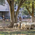 Sheepmowers on UC Davis campus