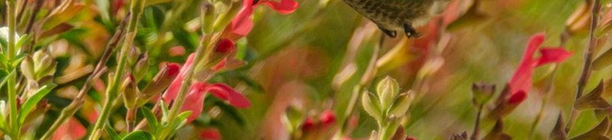 Hummingbird photos