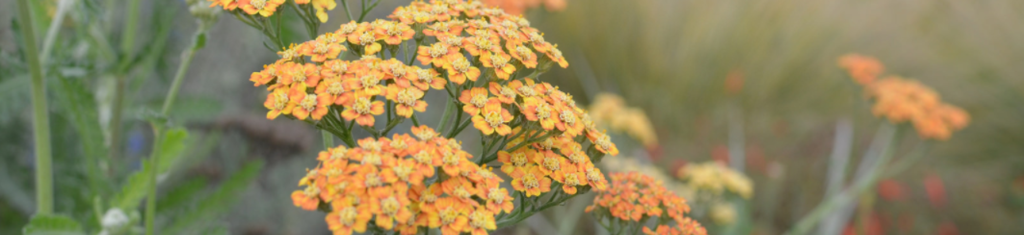 orange wildflower