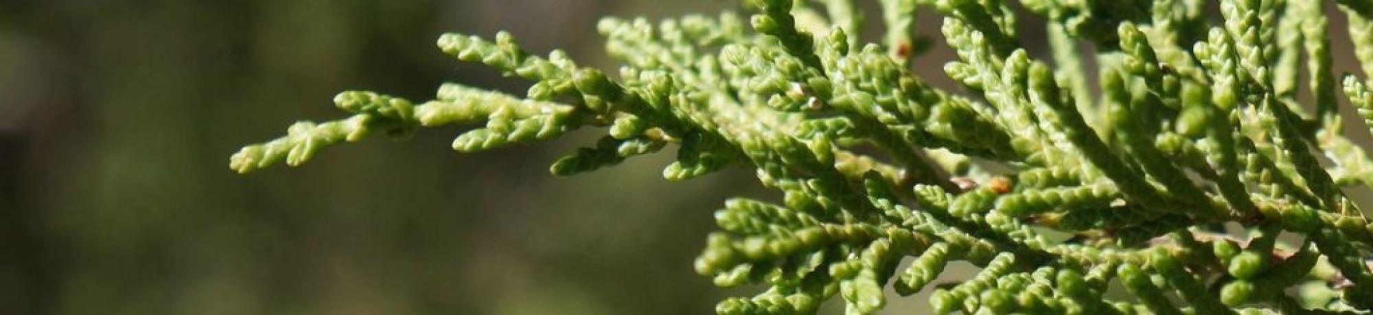 Conifer Collection