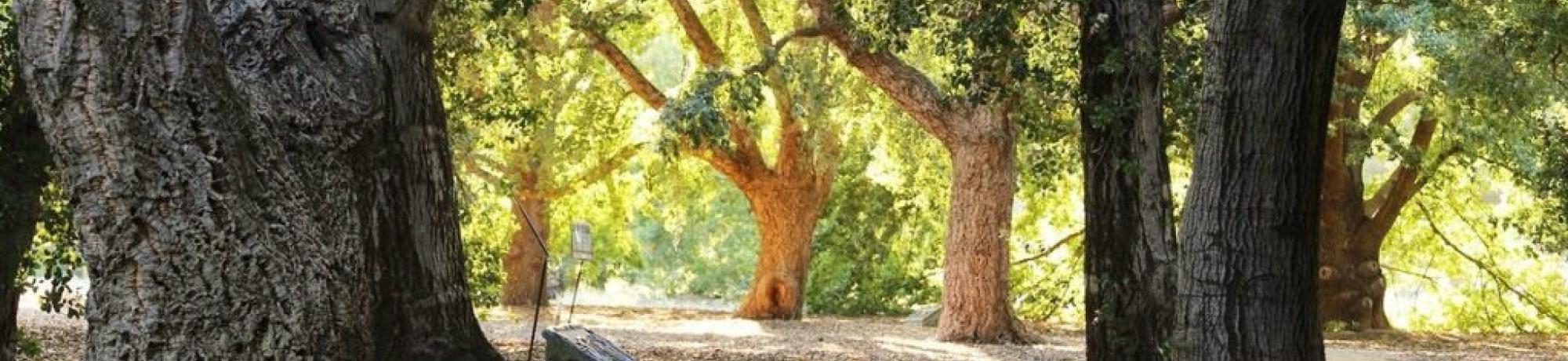Peter J. Shields Oak Grove