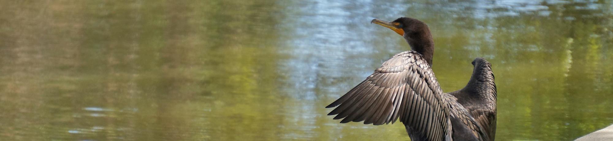 Image of cormorant sunning its wings on the UC Davis Arboretum Waterway.