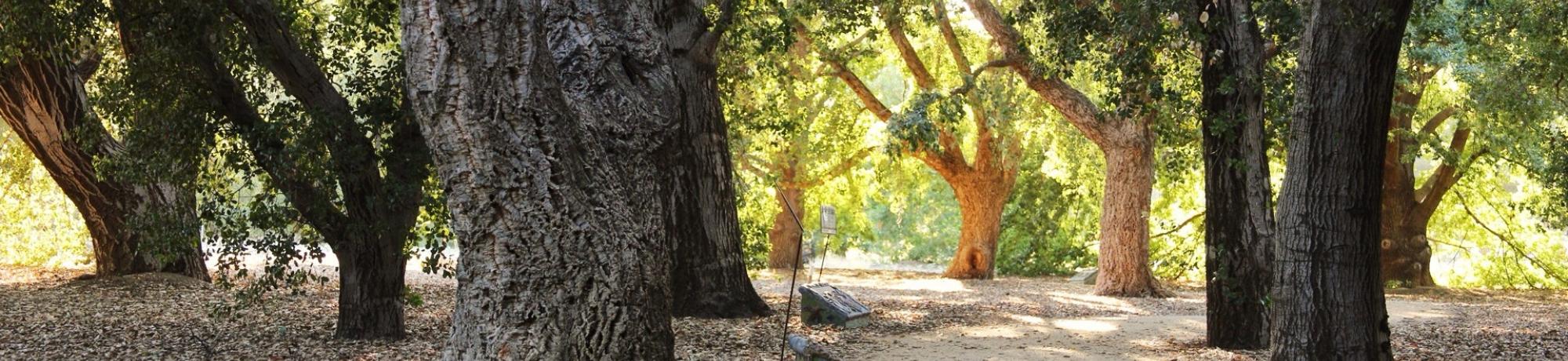 Image of the Peter J. Shields Oak Grove in the UC Davis Arboretum.