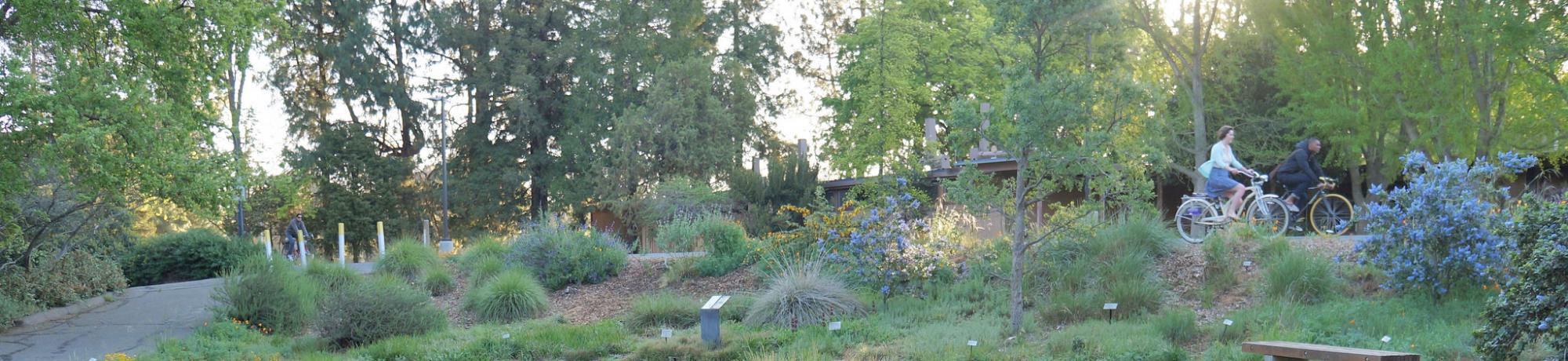Image of the original California lawn demonstration garden in the UC Davis Arboretum's Mary Wattis Brown Garden of California native plants.