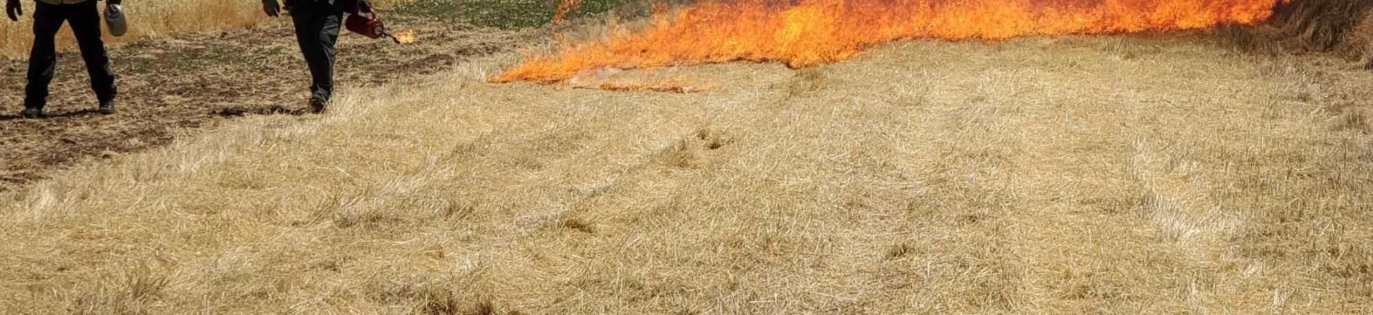 Firefighters participating in wildland fire training