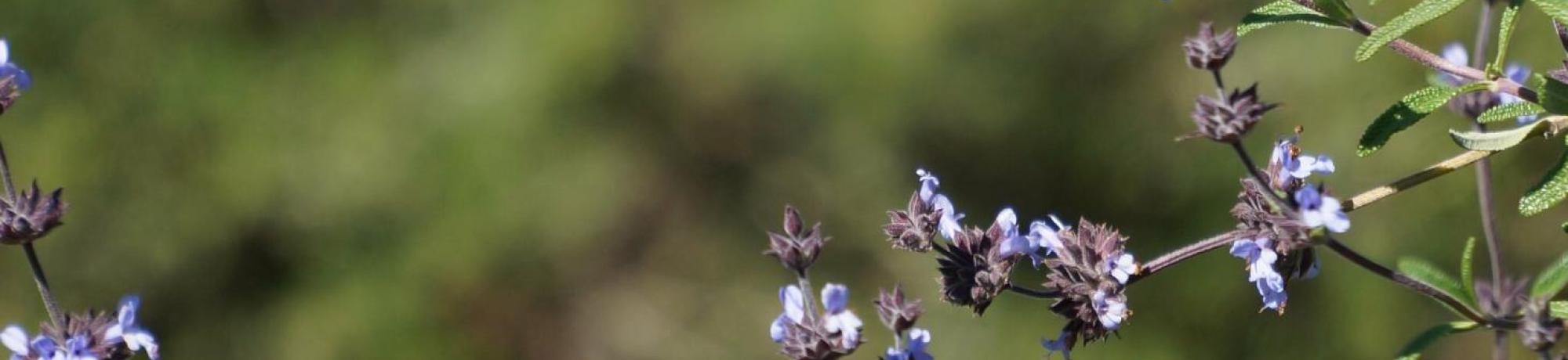 Image of pipevine swallowtail butterfly on a salvia.