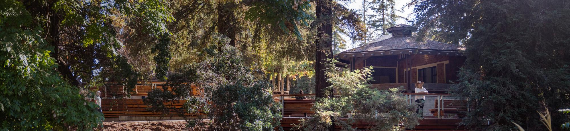 Redwoods surround Wyatt Deck, a visitor looks out