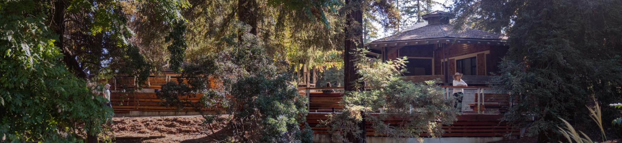 Redwoods surround Wyatt Deck, a visitor looks out