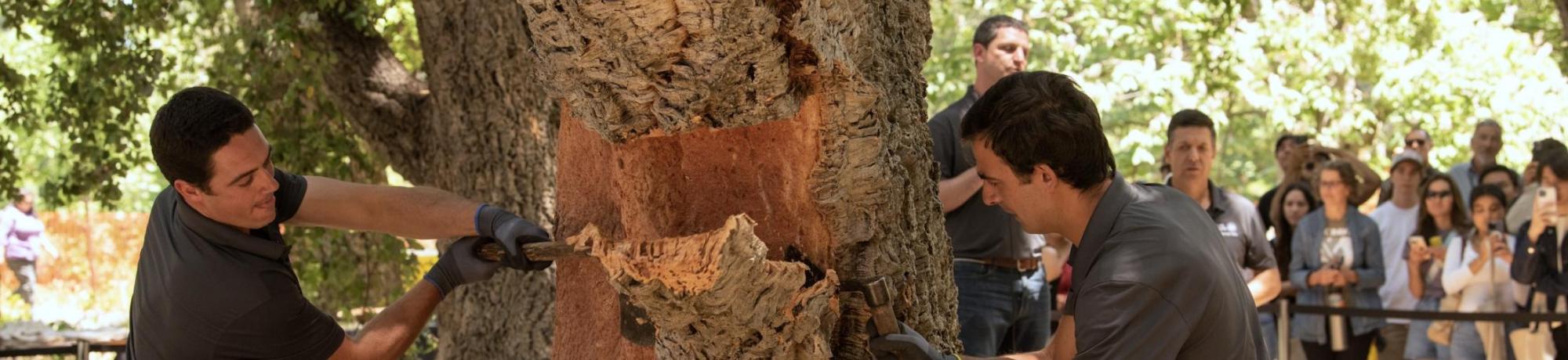 Two people harvest the bark from a cork oak on campus in front of a crowd