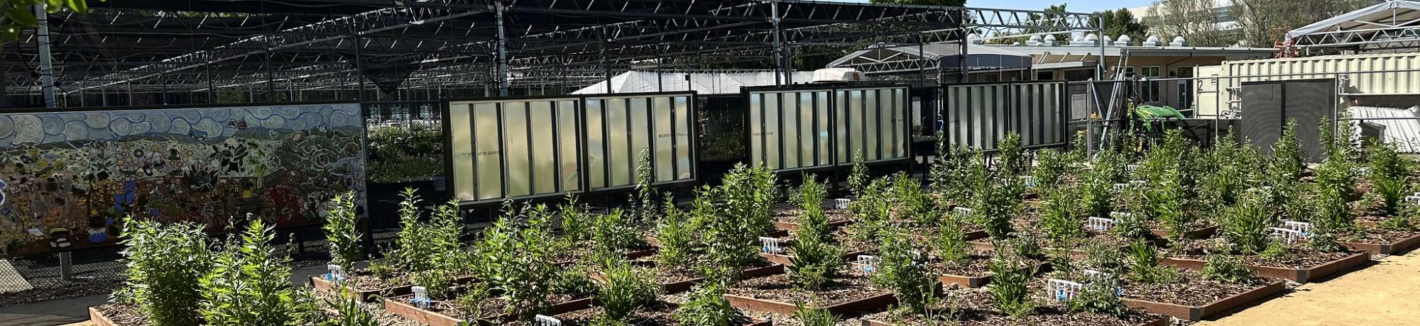 Image of the Climate Adaptation Living Lab Garden in the UC Davis Arboretum.