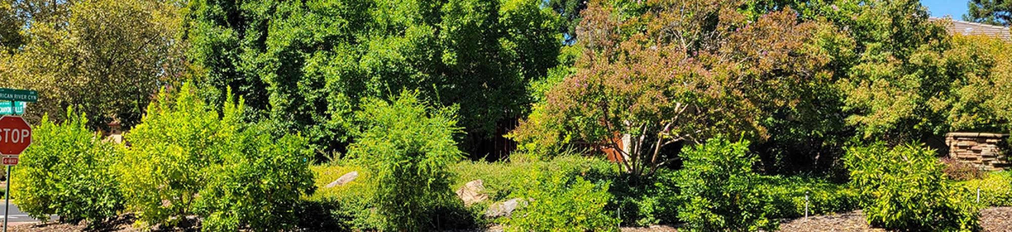 Mary Kay Williams' front lawn trees and shrubs.