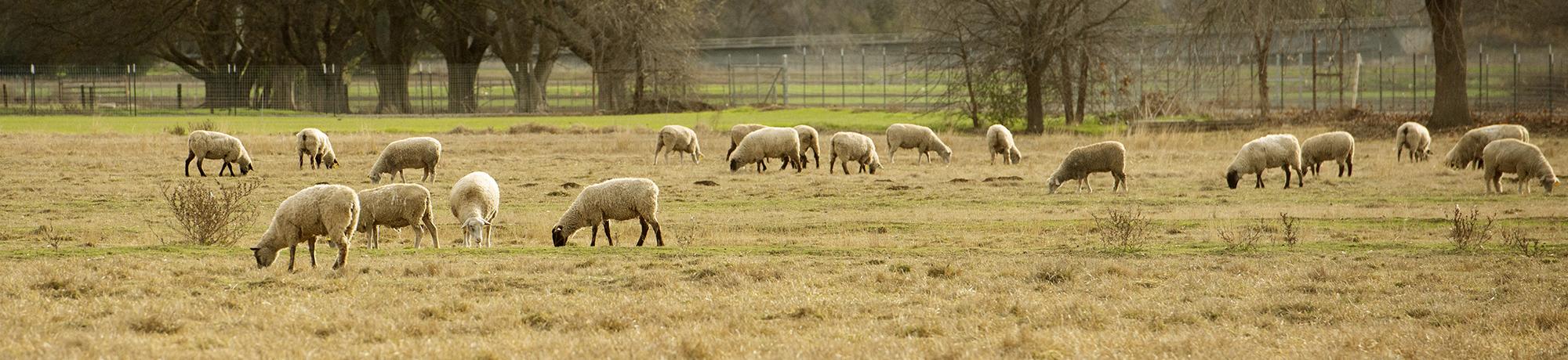 Image of sheep grazing on the UC Davis campus.